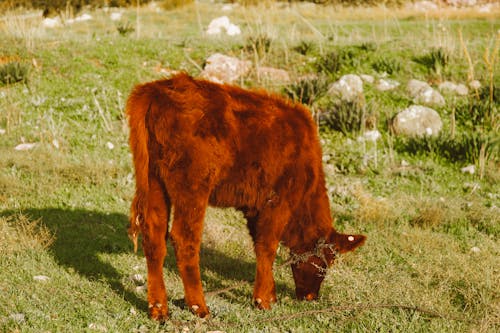 갈색 소, 들판, 반려동물의 무료 스톡 사진