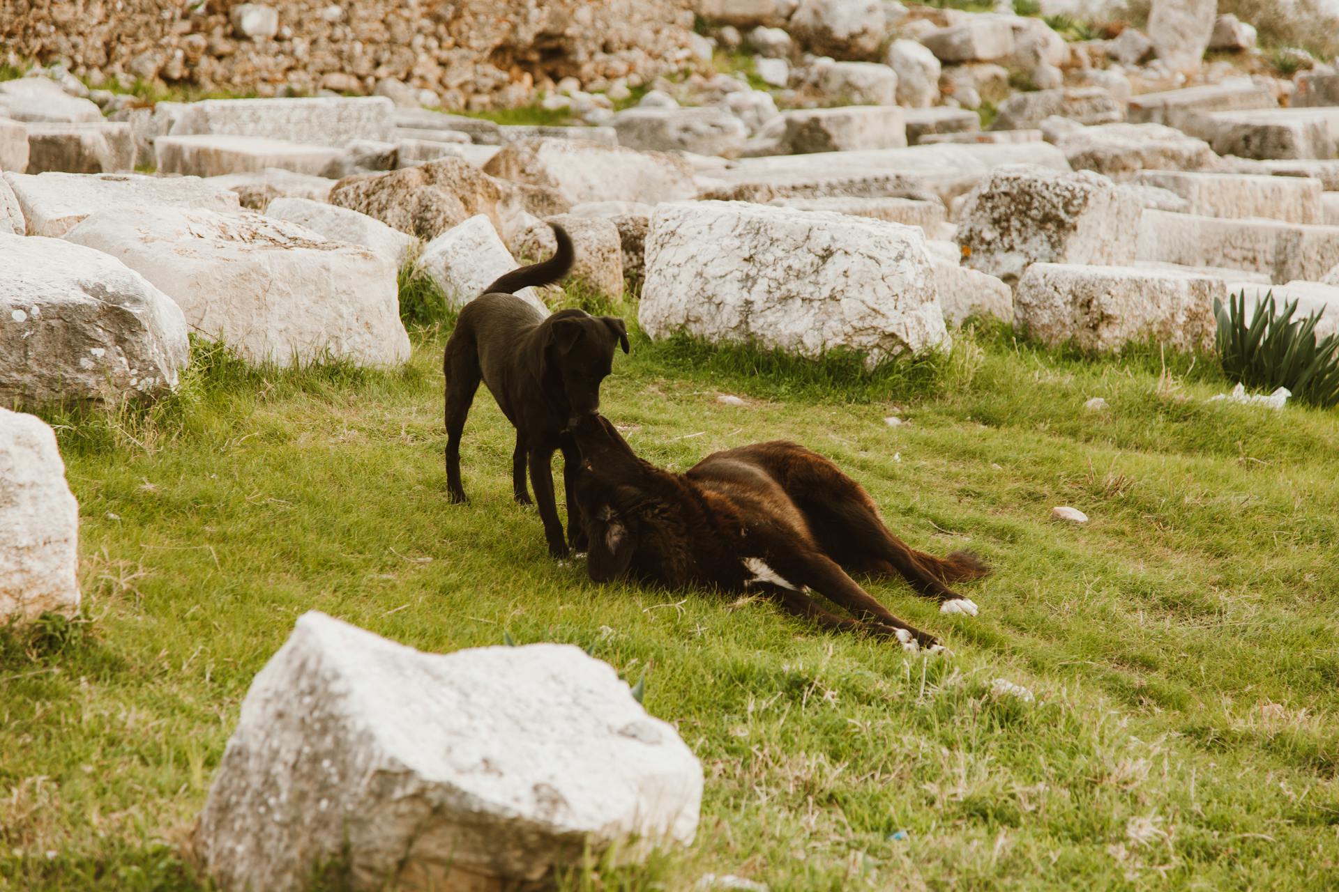 Des chiens noirs jouent sur l'herbe verte