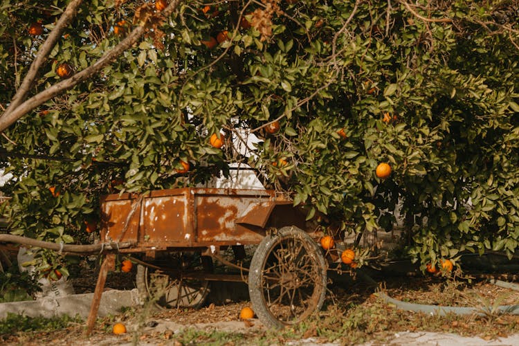 A Rusty Metal Carriage Under An Orange Tree