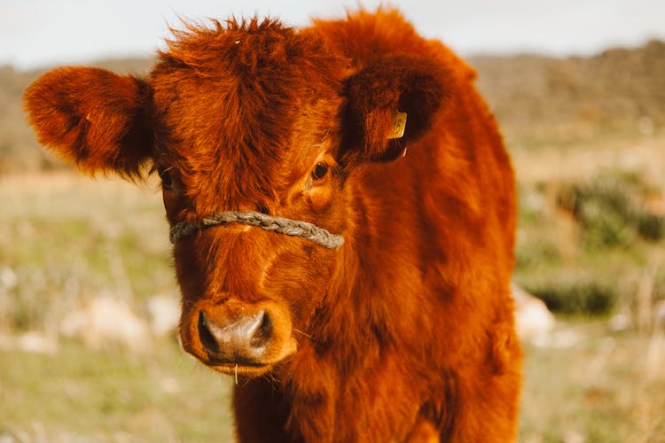 A Brown Calf With A Rope On Face And An Ear Tag