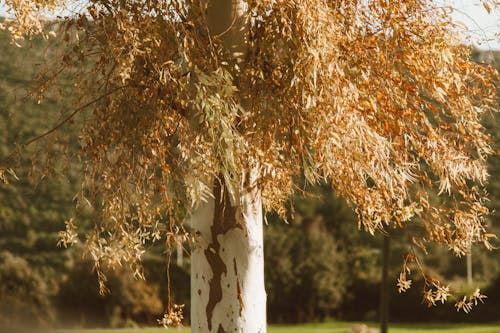 Autumn Tree with Dry Leaves