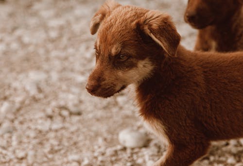 Gratis Fotos de stock gratuitas de animal, cabeza, canino Foto de stock