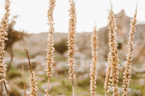 Free Golden wheat stalks in focus with soft, blurred nature background. Captured outdoors. Stock Photo