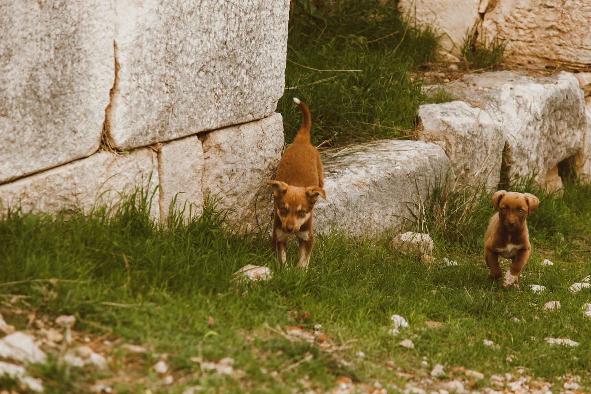 Dogs among Ruins