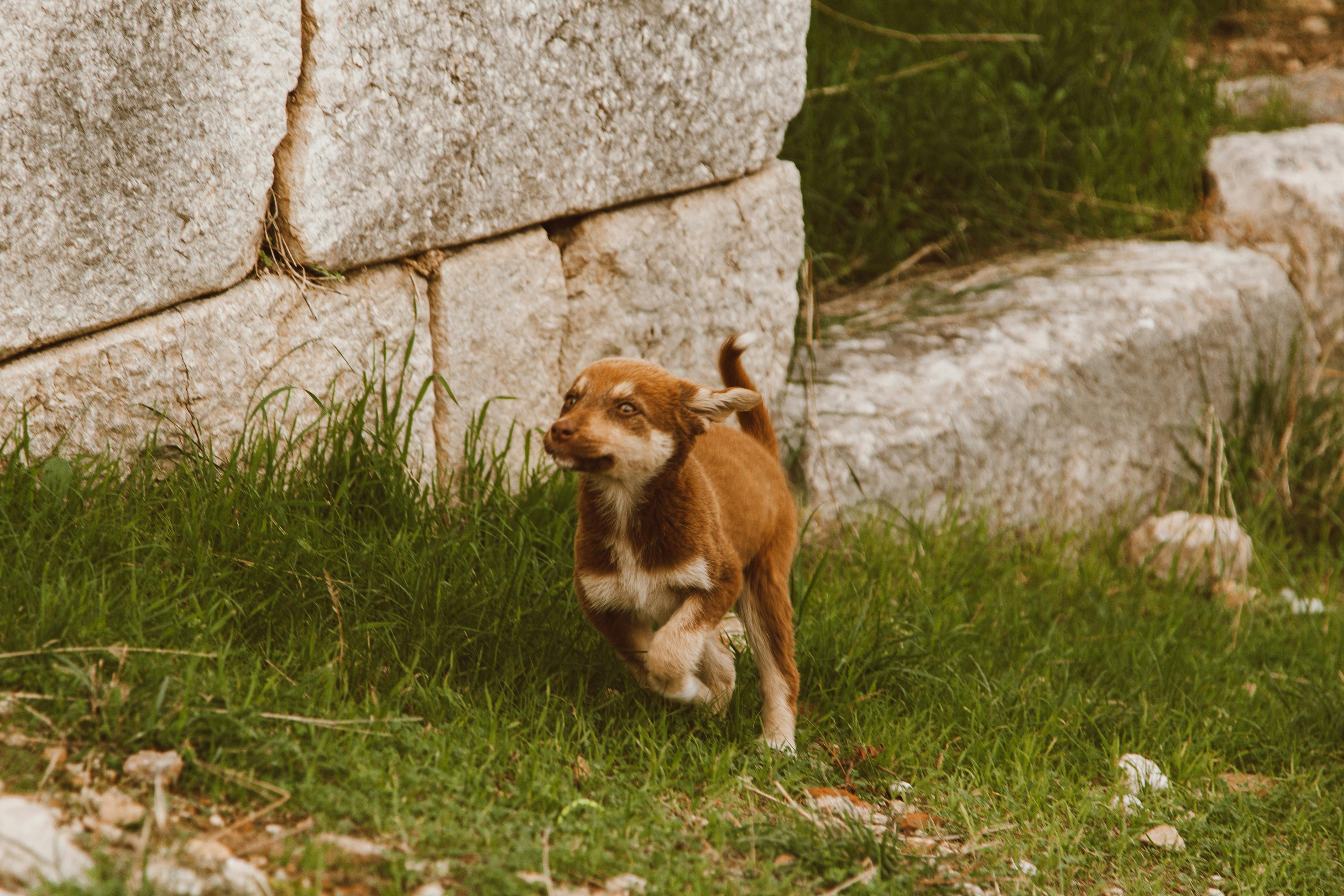 Energetic puppy running on grass beside a stone wall. Vibrant outdoor scene.