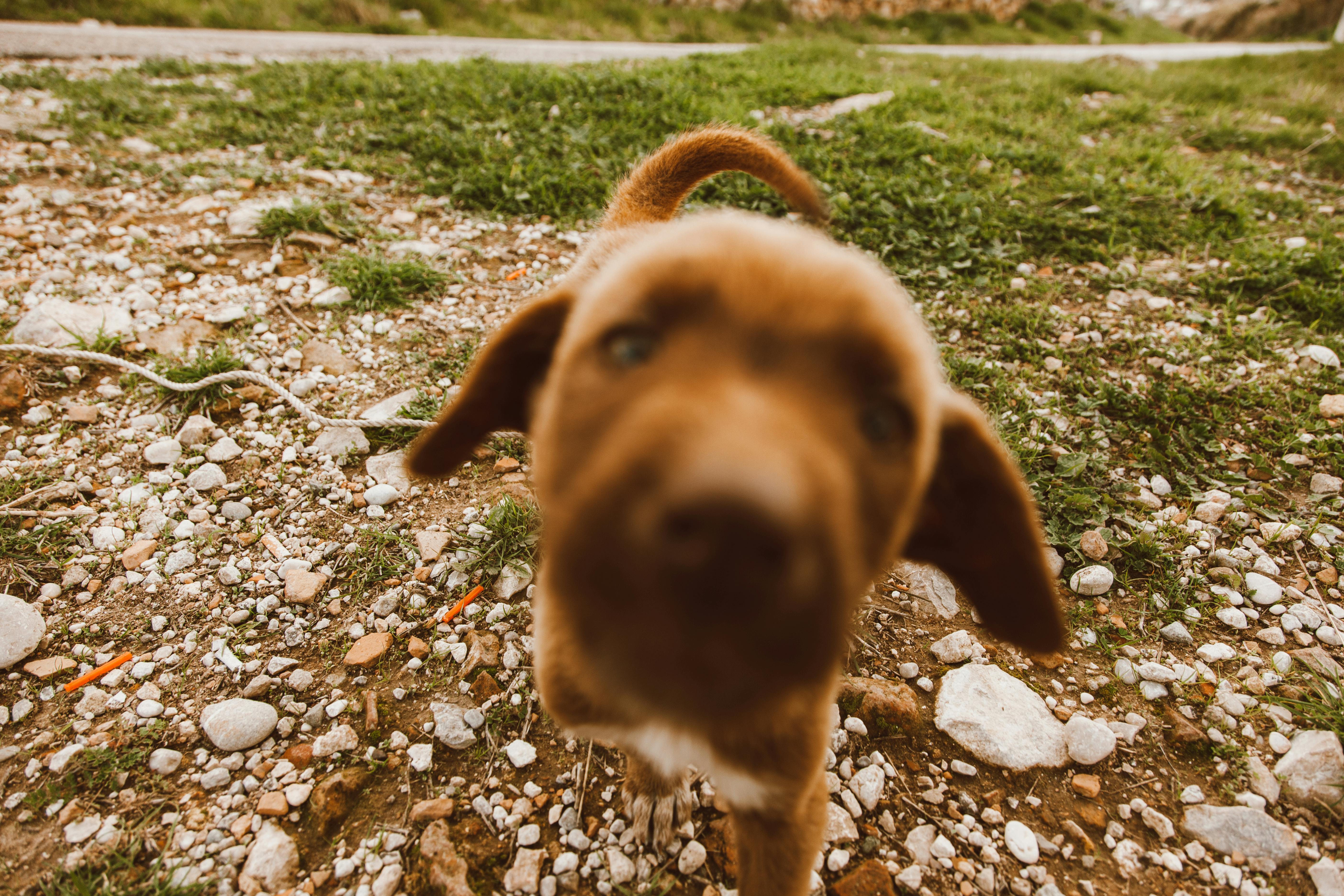 Portrait of Cute Puppy Dog and Rocks