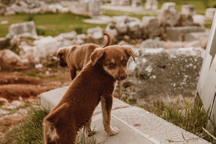 Two brown puppies playfully explore ancient ruins outdoors, capturing a sense of curiosity and adventure.