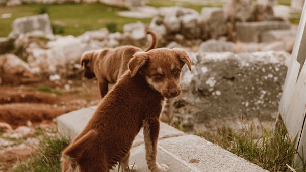 Two brown puppies playfully explore ancient ruins outdoors, capturing a sense of curiosity and adventure.