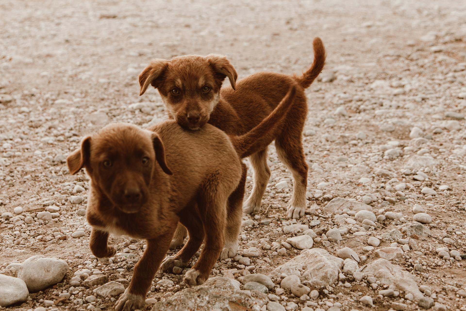 Portrait de chiots mignons