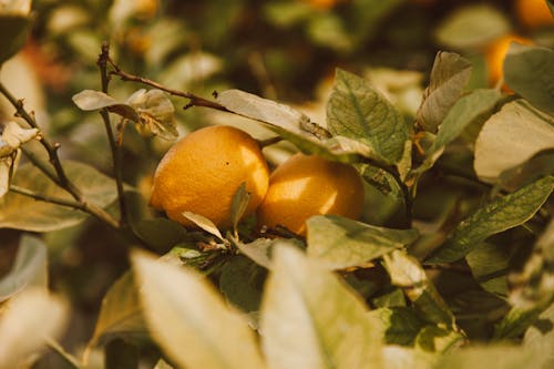 Foto stok gratis buah, Daun-daun, jeruk lemon