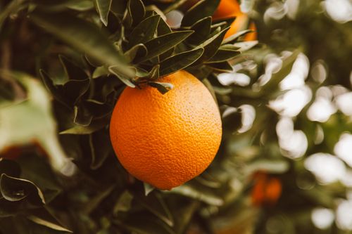 Free A vibrant orange hanging on a tree among lush green leaves in an outdoor setting. Stock Photo