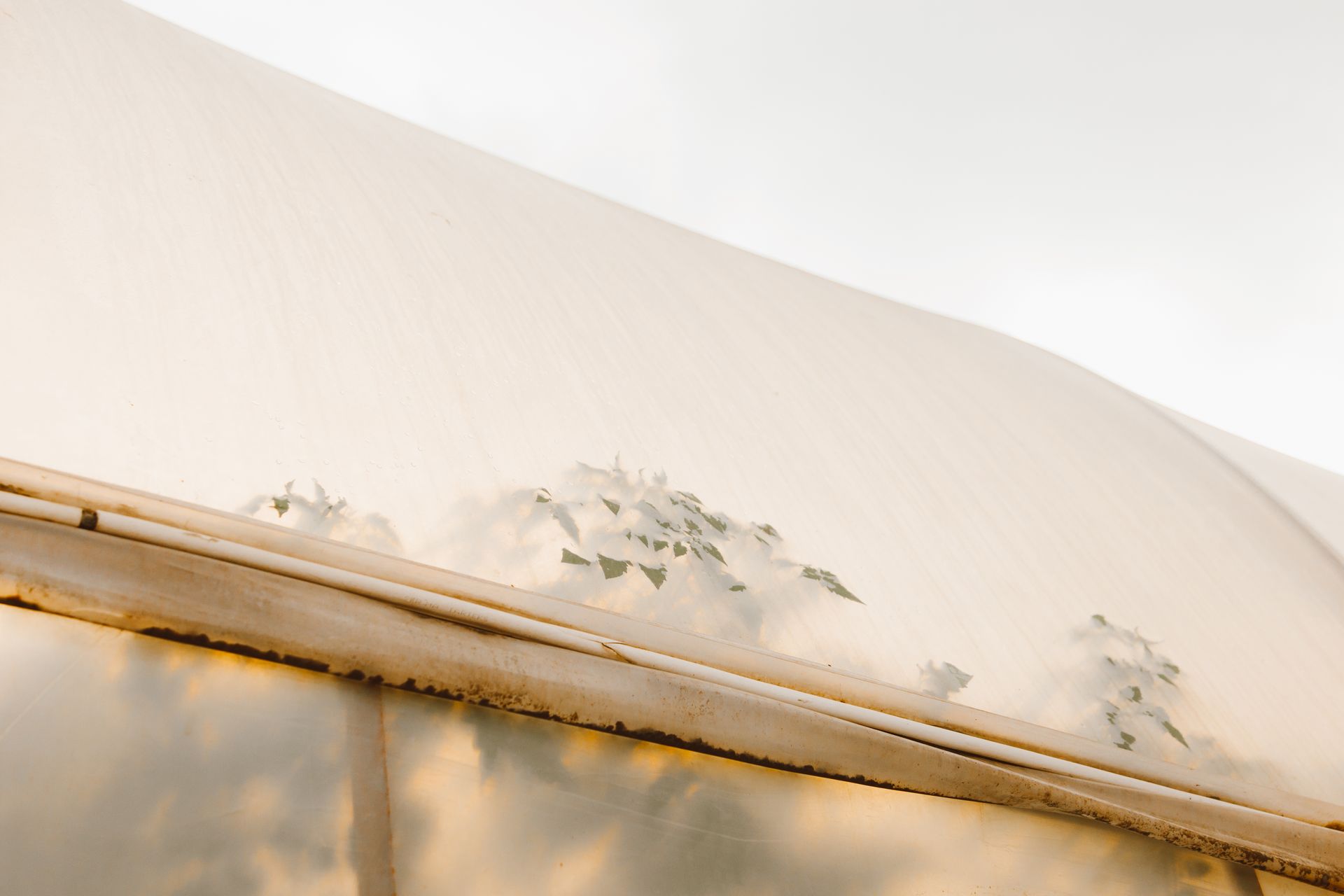 A serene view of plant shadows cast on a greenhouse poly tunnel structure.