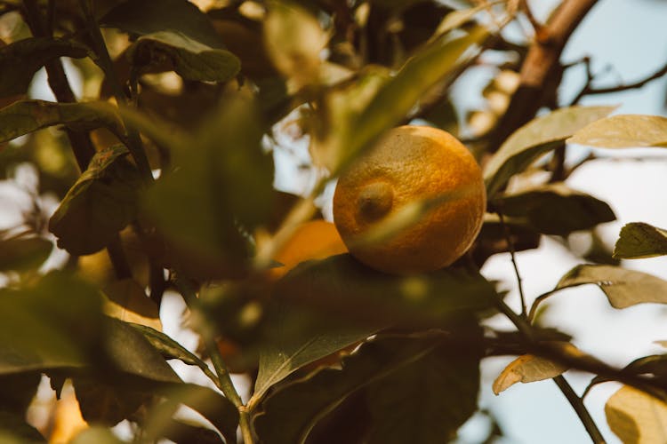 Lemons Growing On Trees