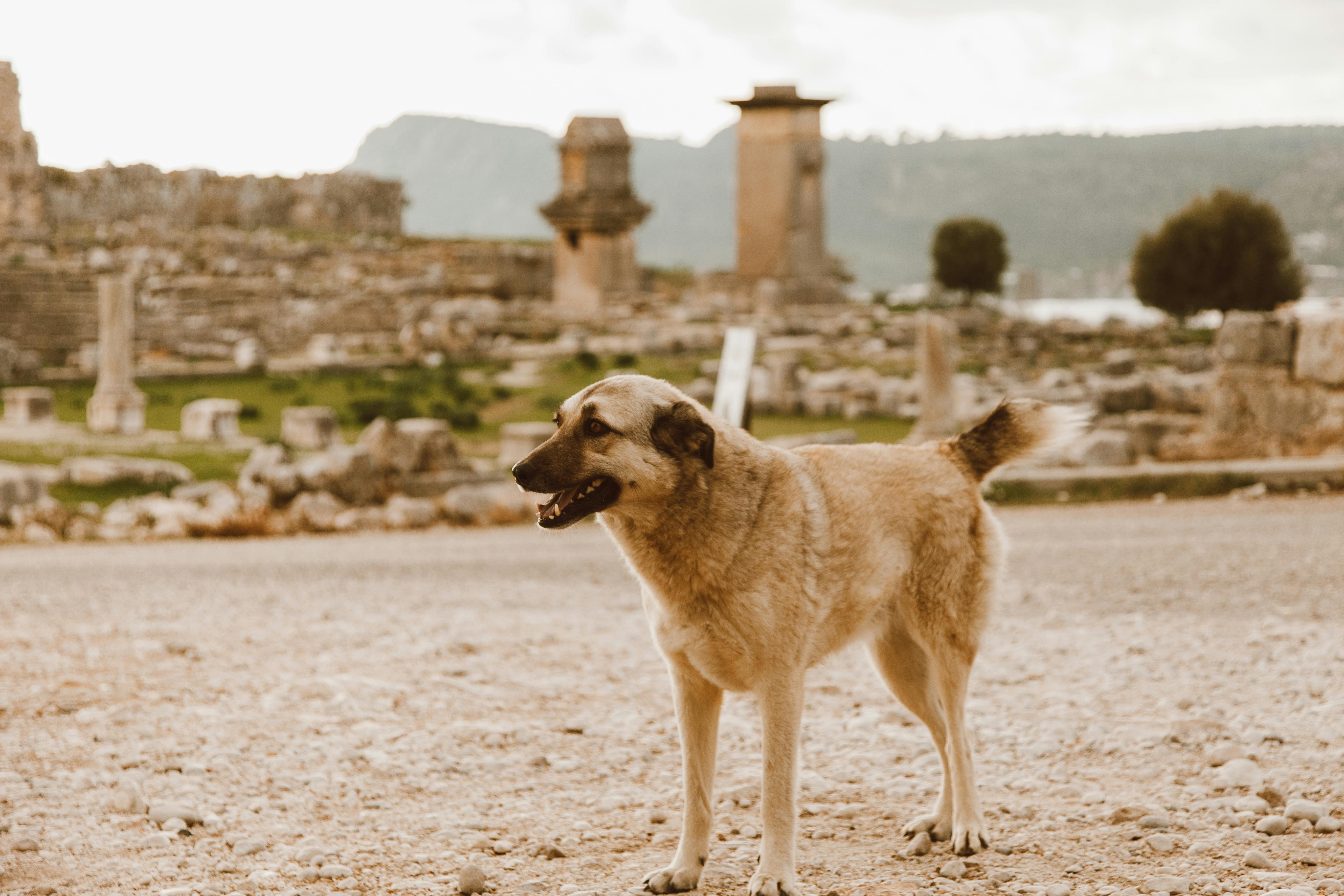 A Kangal dog standing amidst ancient ruins, capturing a serene moment.