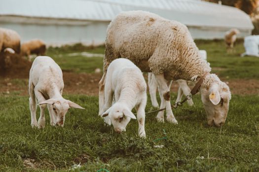 A family of sheep grazing on lush green grass in a pastoral farm setting.