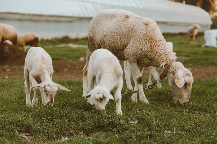 Sheep Family Gazing