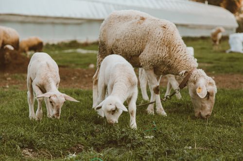 Free A family of sheep grazing on lush green grass in a pastoral farm setting. Stock Photo