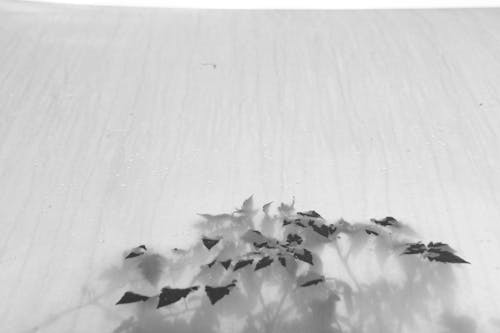 Close Up of Frozen Plant 