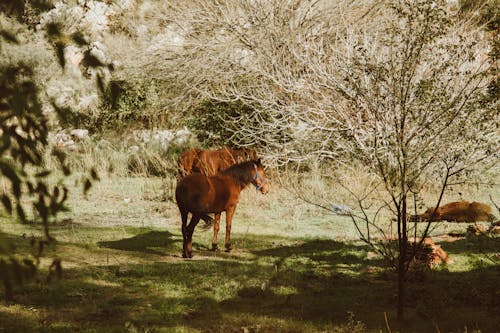 Kostnadsfria Kostnadsfri bild av bete, boskap, hästar Stock foto