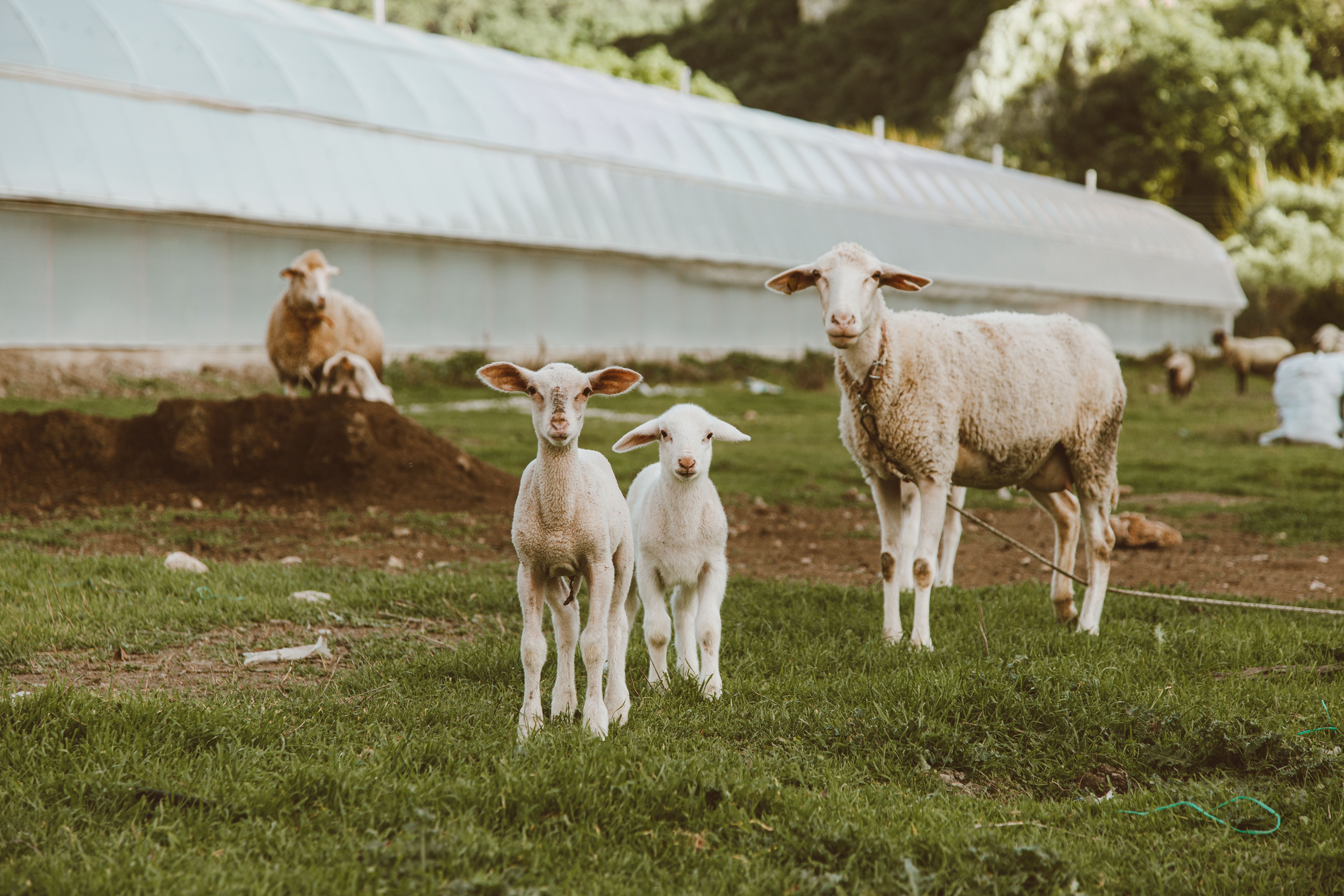 11 White Sheep in the Grass Field · Free Stock Photo
