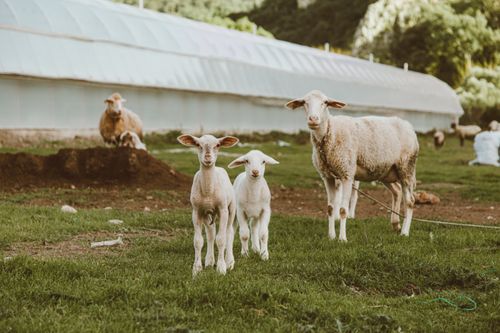 Free Sheep and lambs grazing on green pasture beside a greenhouse. Stock Photo