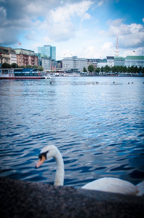 Free stock photo of hamburg, swan