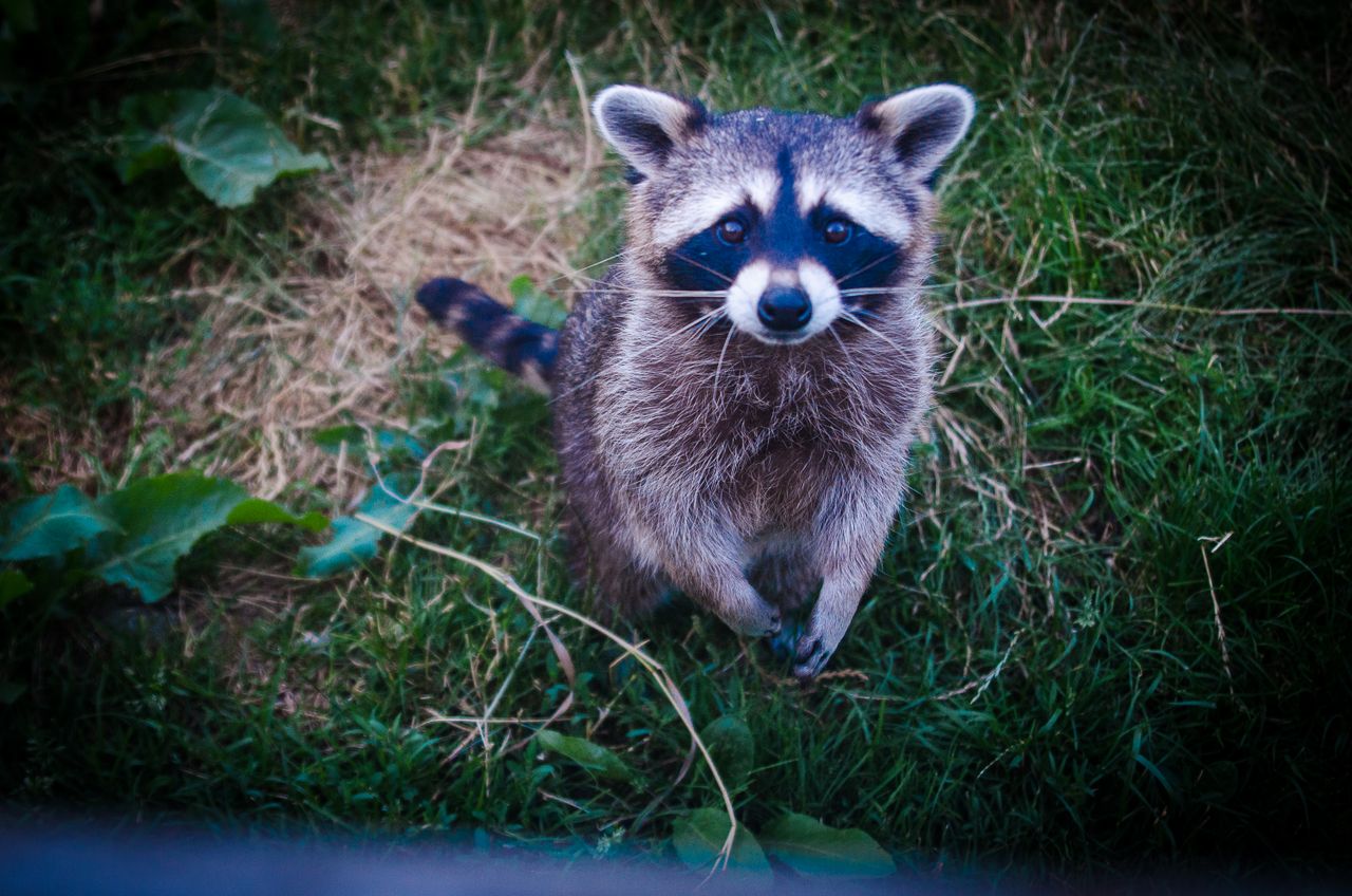 photo of an adorable young raccoon standing on lush green grass displa