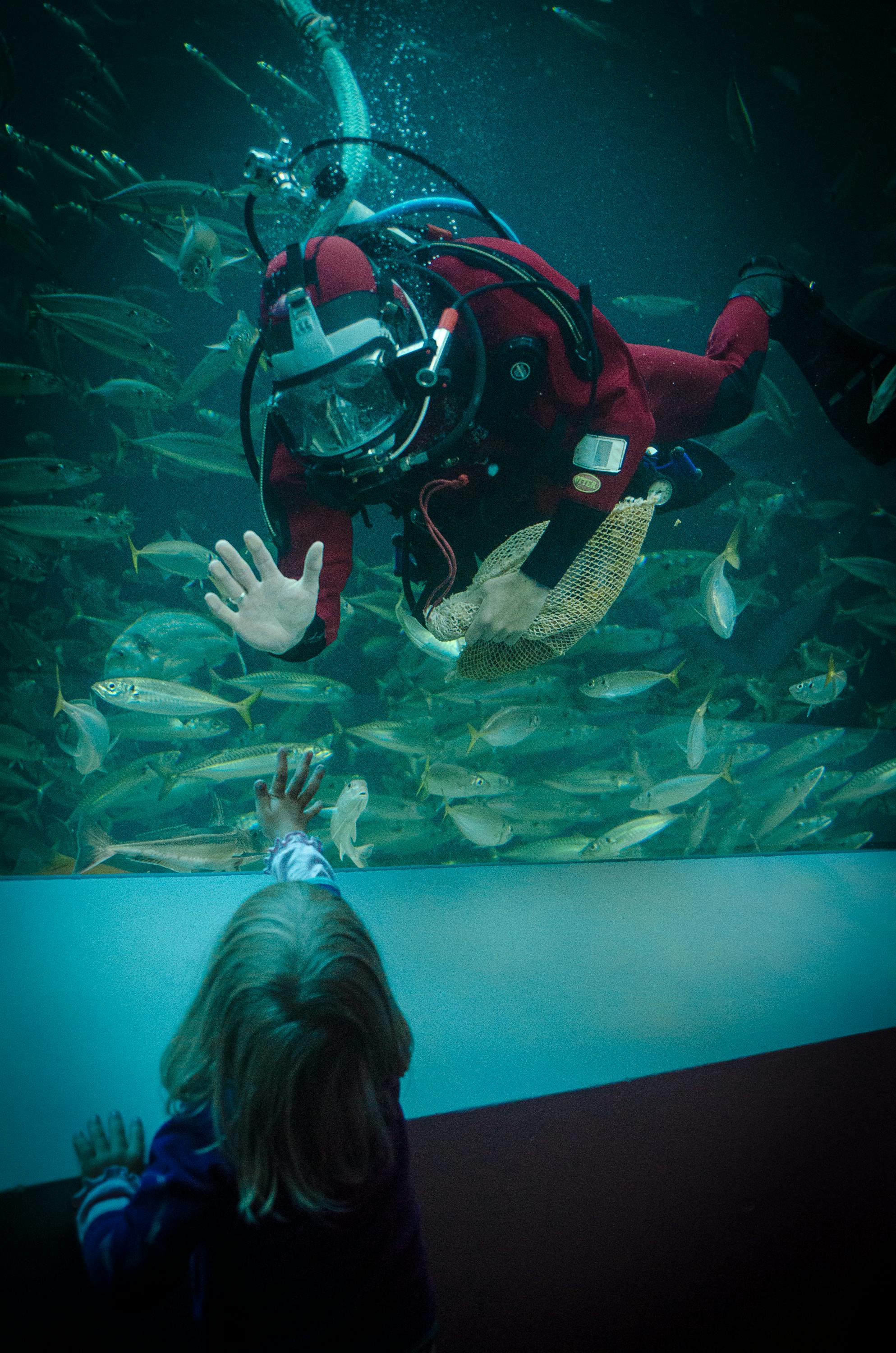 Free stock photo of diver, museum, North Sea
