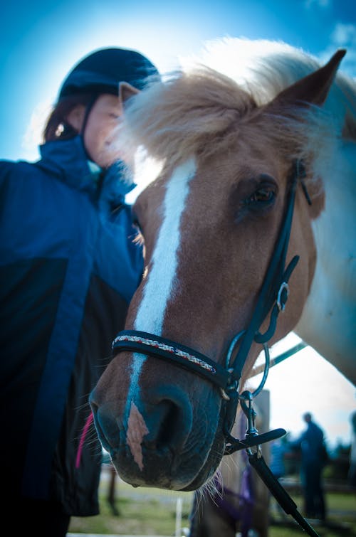 Δωρεάν στοκ φωτογραφιών με άλογο, πόνυ