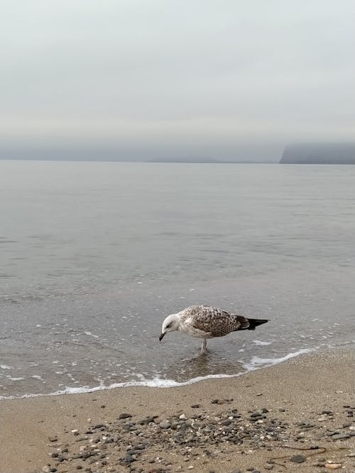 grátis Pássaro Branco E Preto Na Praia Foto profissional