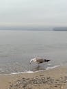 Seagull on a Beach