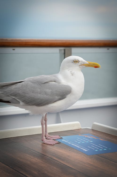 Free White Seagull on Brown Surface Stock Photo