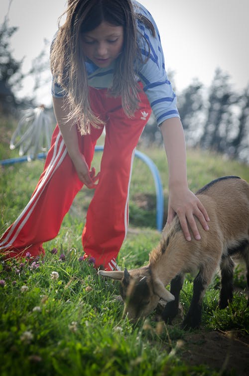 Free stock photo of child, girl, goat