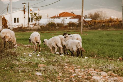 Free Sheep grazing in a lush green field near rural houses, evoking a calm pastoral scene. Stock Photo