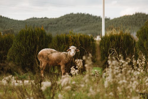 Darmowe zdjęcie z galerii z łąka, natura, owca