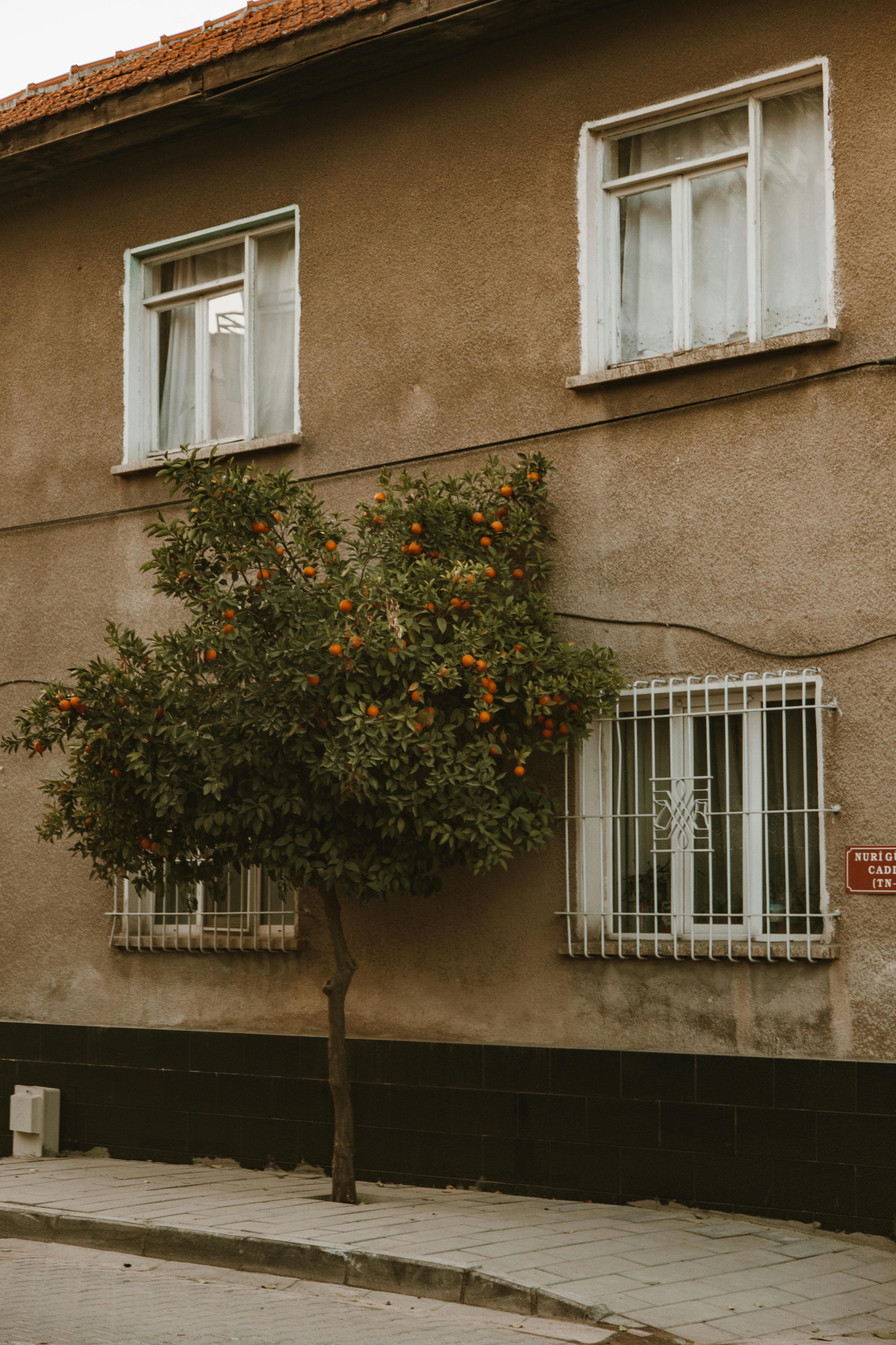 Free Urban house facade with an orange tree and vintage windows, atmospheric scene. Stock Photo