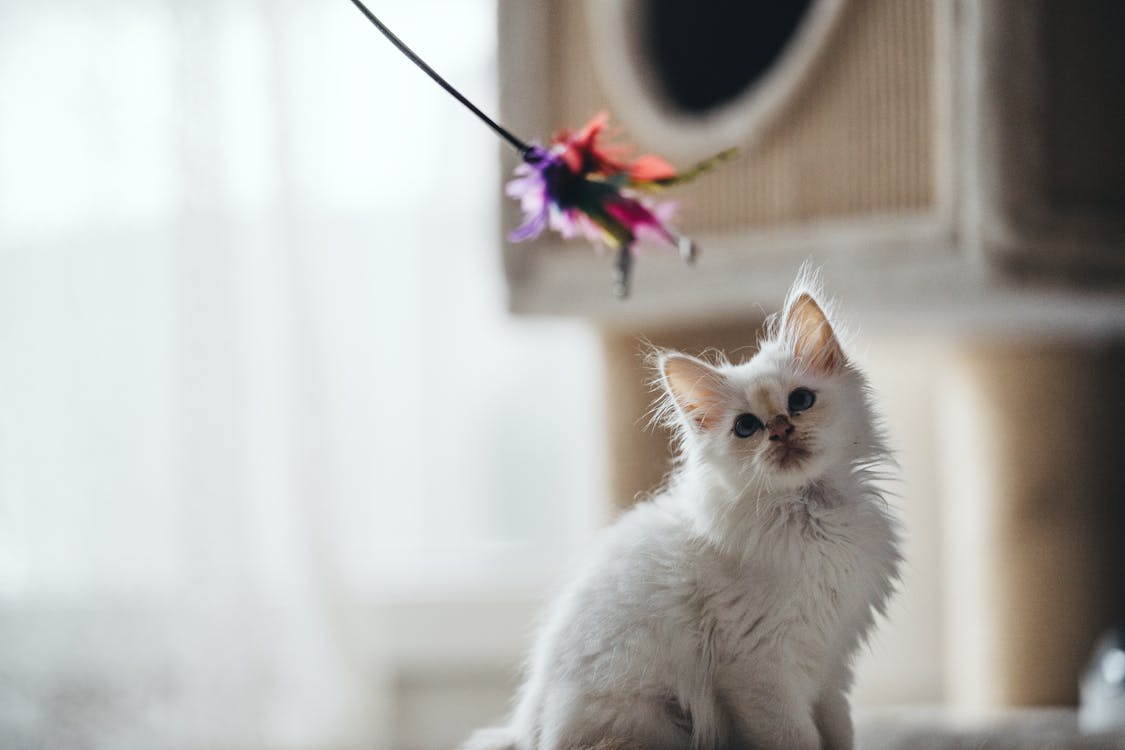 Kucing Putih Dan Coklat Di Tekstil Putih