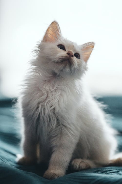 Mavi Tekstil üzerine Beyaz Uzun Kürklü Kedi