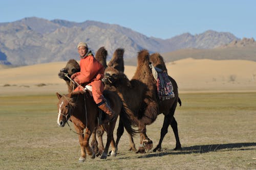 2名男子騎著棕色駱駝