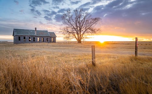 Free stock photo of abandoned, sunset, tree