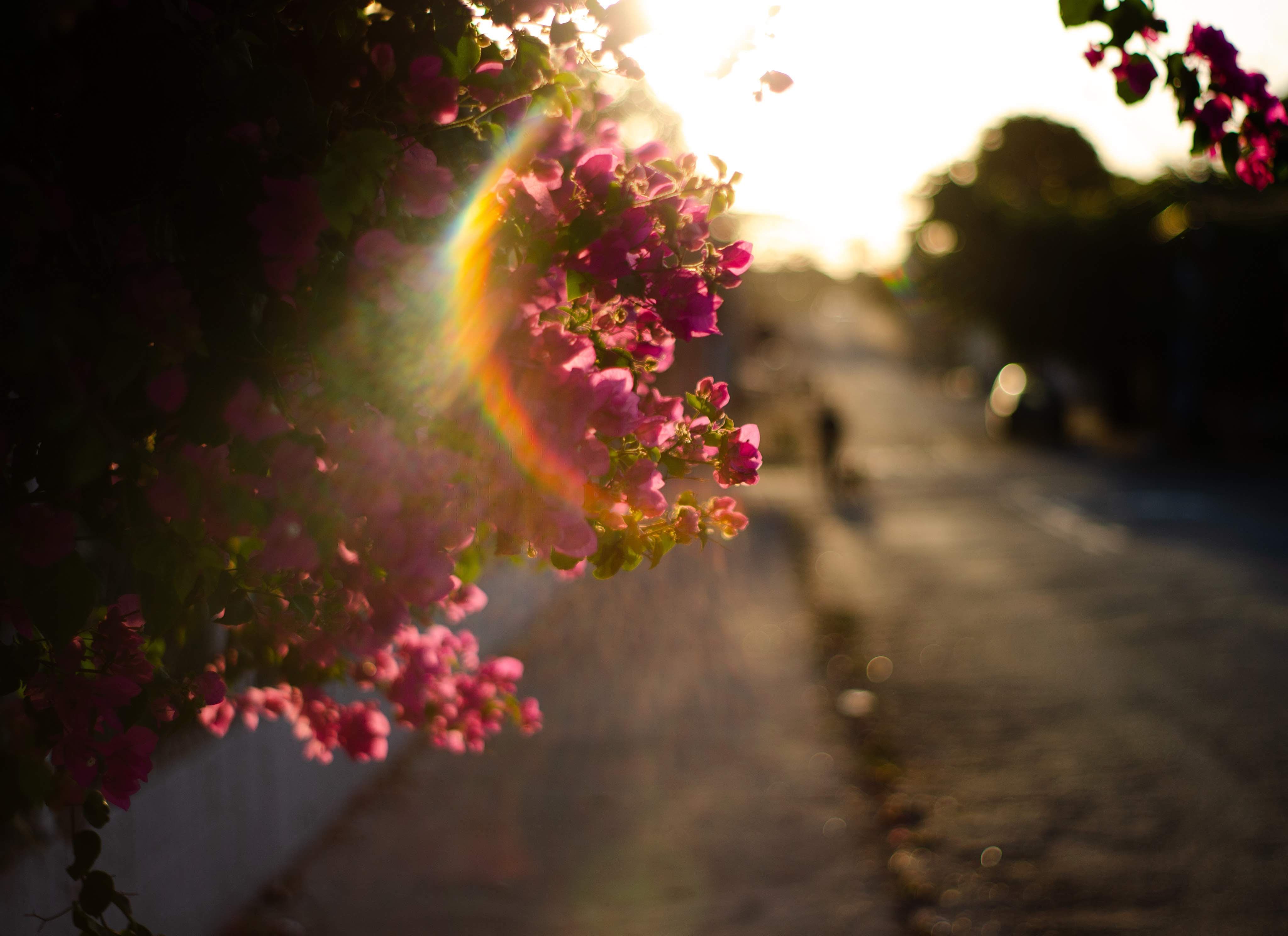 Bright blossoming pink flowers on lush bush growing near road in sunny day