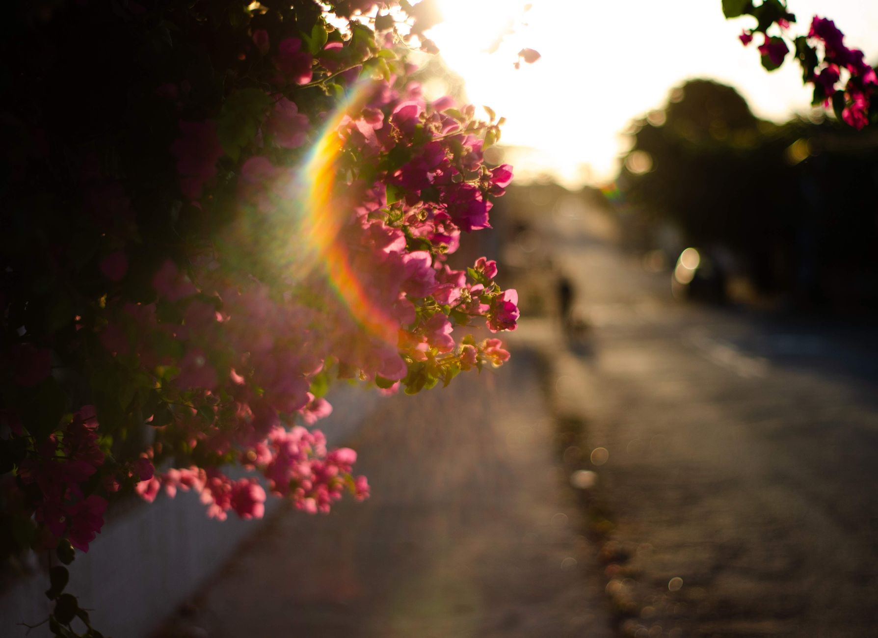 Bright blossoming pink flowers on lush bush growing near road in sunny day