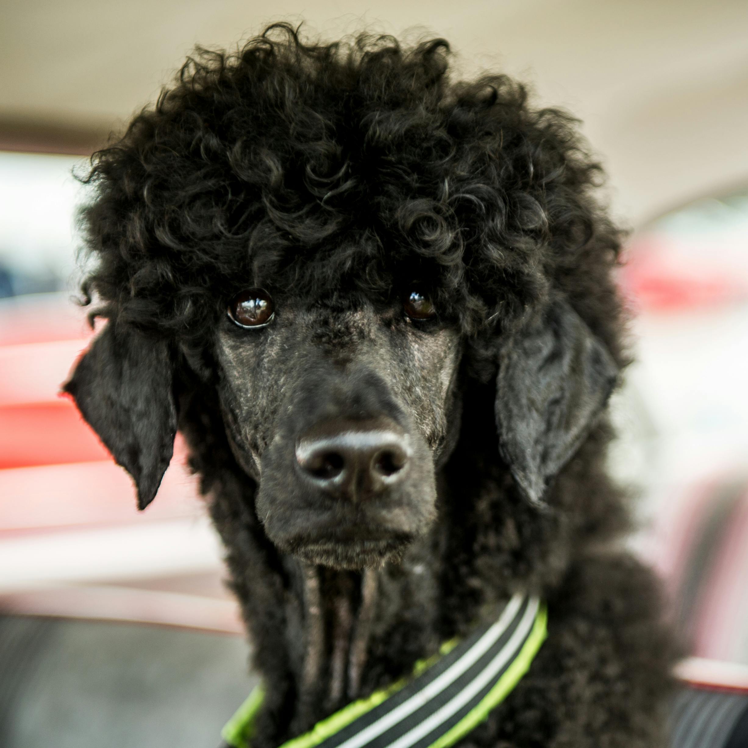 Free stock photo of dog, poodle, Poodle dog