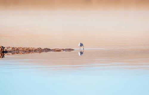 Free Brown and White Bird on Water Stock Photo