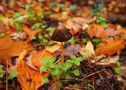 Brown Mushroom on Green Grass