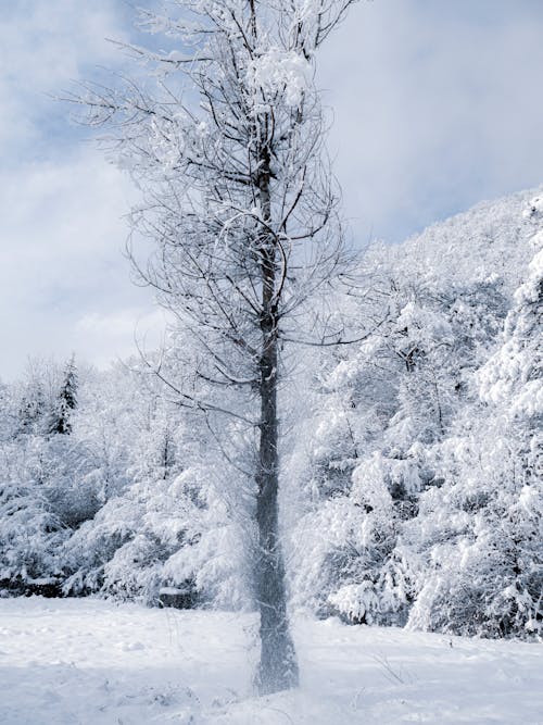 Snow Covered Trees 