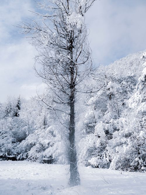 Free Serene winter scene of a snow-covered forest in Kraljeva Sutjeska, Bosnia. Stock Photo