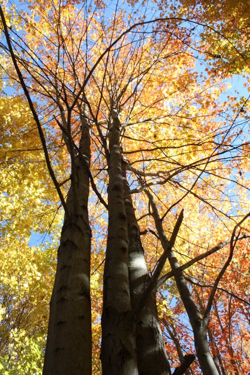 Photos gratuites de arbres