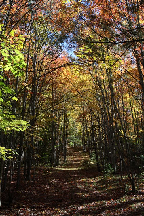 Photos gratuites de arbres