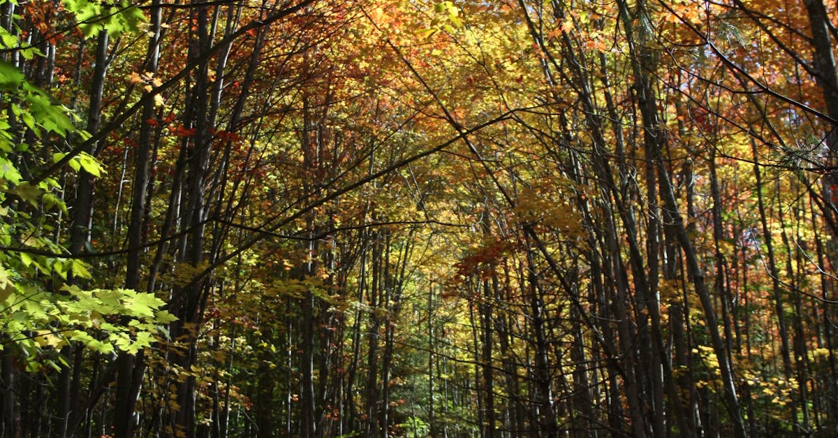 Free stock photo of autumn, countryside, trees
